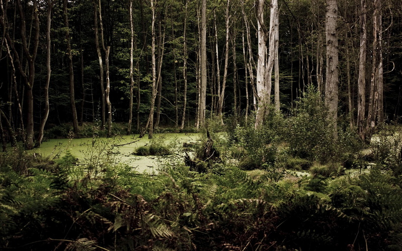woods, dark, nature and landscapes, forests, trees, dreary, 2K
