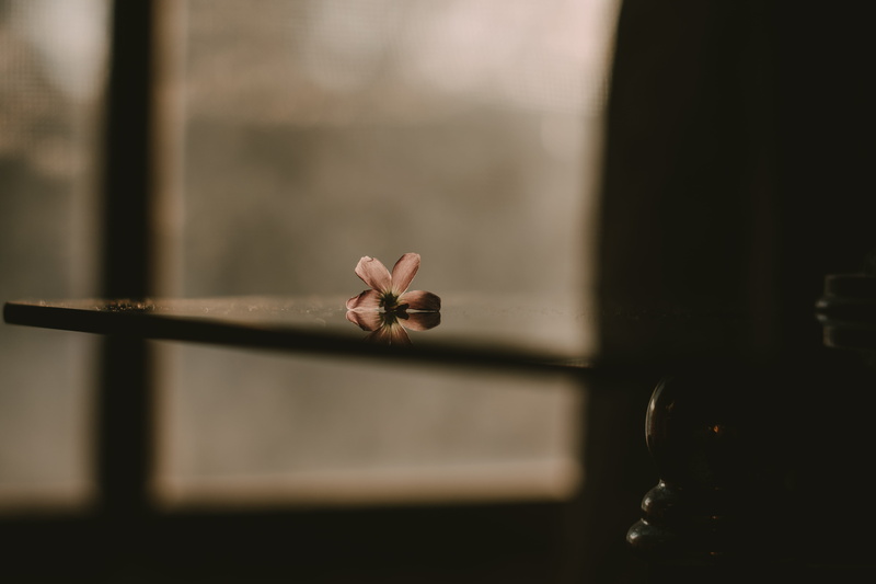 transparent, dreary, animal wildlife, table, animal, petaled, window, room, glass - material, 5K, day, nature, dark, one animal, selective focus, inside