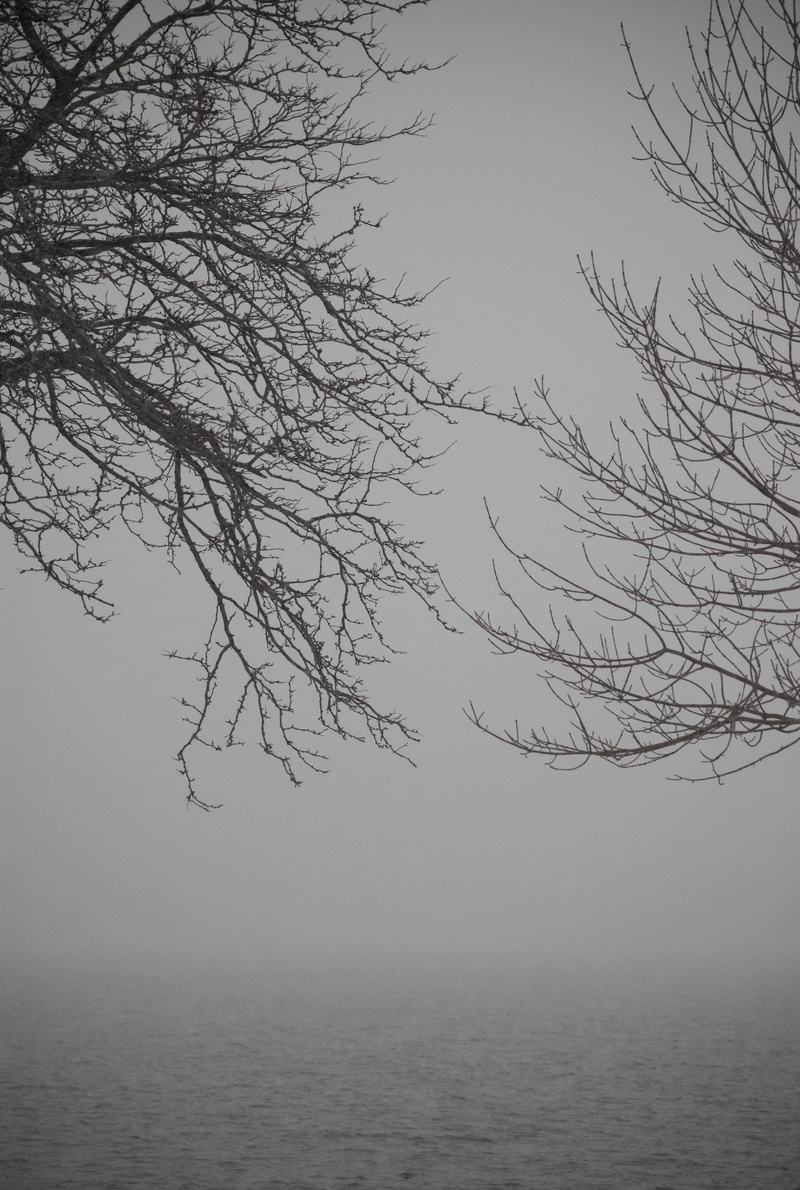 lake, beauty in nature, 5K, fog, forest, scenics - nature, shore, branch, water, no people, waterfront, tranquility, non-urban scene, grey, outdoors, dreary