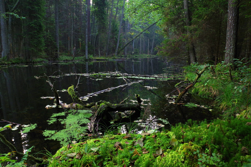 day, forest, dreary, the tract, trunk, reserve, black pond, animal, mood, poland, land, beauty in nature, scenics - nature, green color, mystical, woodland