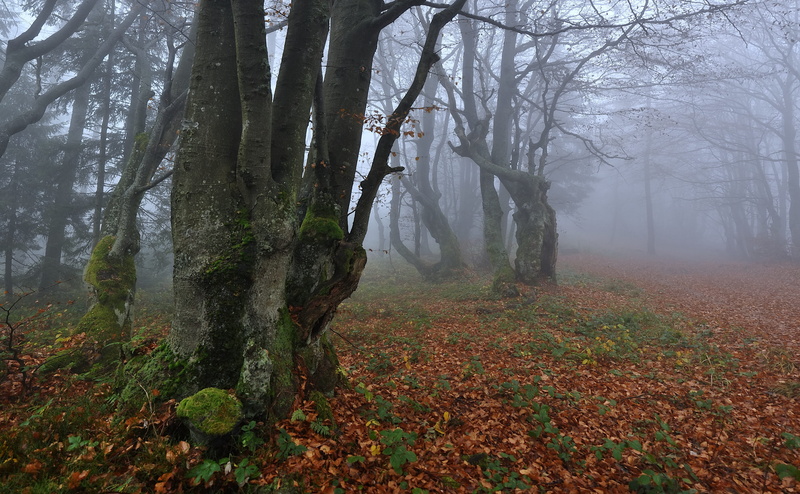 land, environment, landscape, magic, trunk, forest, autumn, fog, non-urban scene, tranquility, dark, change, foliage, hazy, gray, tree, the fog, beeches