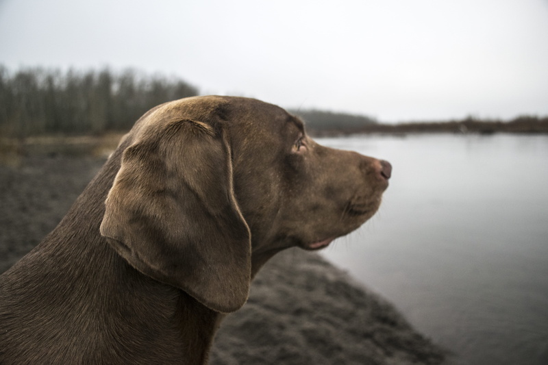 looking away, labrador, columbia, focus on foreground, purebred dog, fall, pet, weimaraner, sand, lake, water, dog, dreary, contemplation, pets, labrador retriever