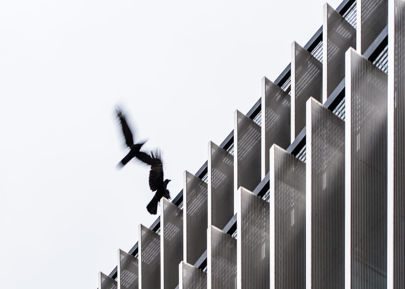 dreary, architecture, 2K, silver, crows, low angle view, sky, frame, repetition, agelaius, outdoors, flight, nature, building exterior, clear sky, blackbird