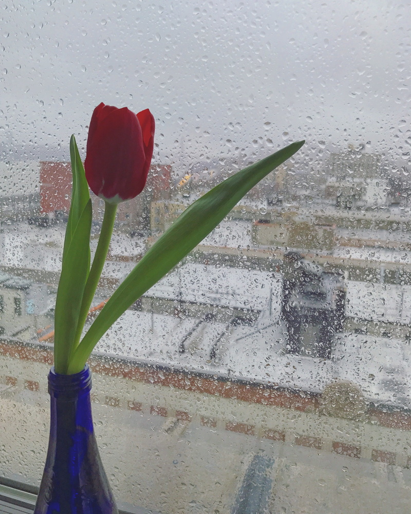 vulnerability, upper manhattan, flower head, red, gloomy, floral, sad, drop, petal, raindrop, flowering plant, beauty in nature, flower, rainy season, close-up