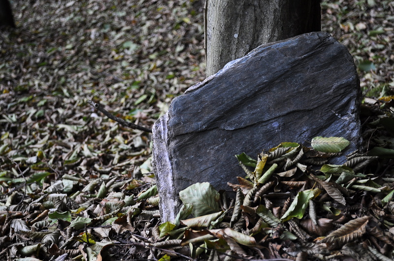 foliage, trunk, forest, close-up, no people, timber, outdoors, dreary, nature, tree trunk, bark, plant, tree, wood - material, growth, focus on foreground