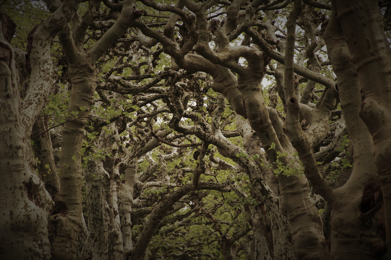 the darkness, trees along the avenue, root, avenue, fairy forest, 5K, day, tribe, dream, mystery, dreary, wood, low angle view, tranquility, backgrounds