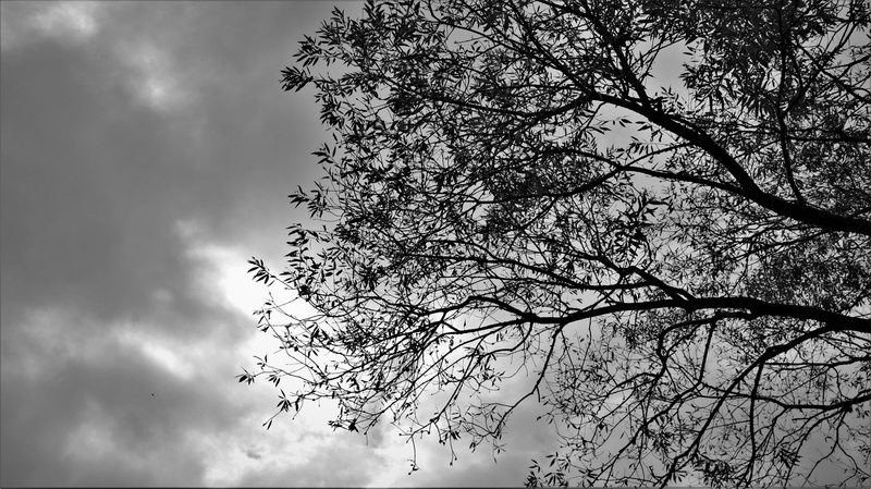 low angle view, sky, forest, garden, the leaves, branch, these people, overcast, no people, plants, leaves, cloud, sea, the nature of the, cloud - sky