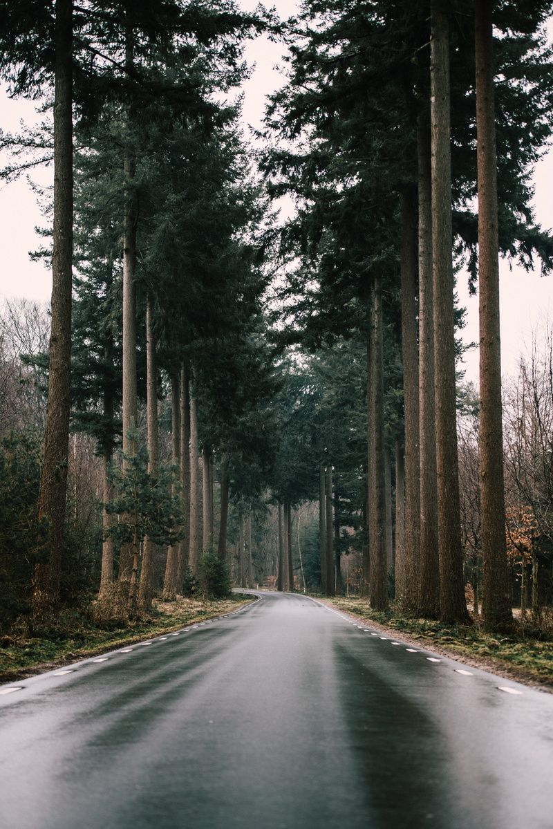 dreary, reflect, growth, outdoors, tree trunk, surrounded, landscape, beauty in nature, wood, nature, the way forward, path, plant, direction, gloomy, forest