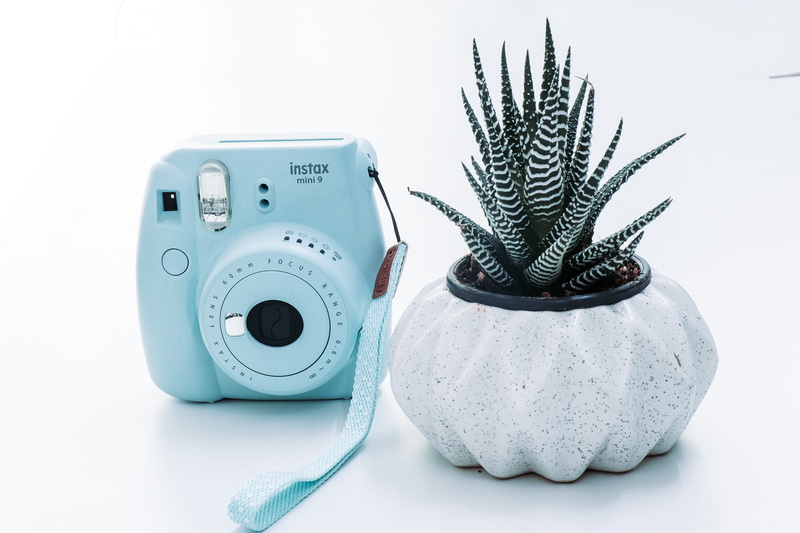 digital camera, close-up, mouse, click, no people, blossom, jar, food, potted plant, flower, nature, white background, indoors, cold temperature, aloe