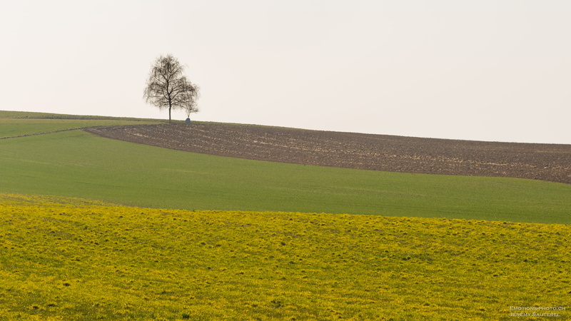 fields, photo, tree, 4K, landscape, farm, rural Scene, nature, yellow  green, agriculture, Minimalist, green field, field, trees, green