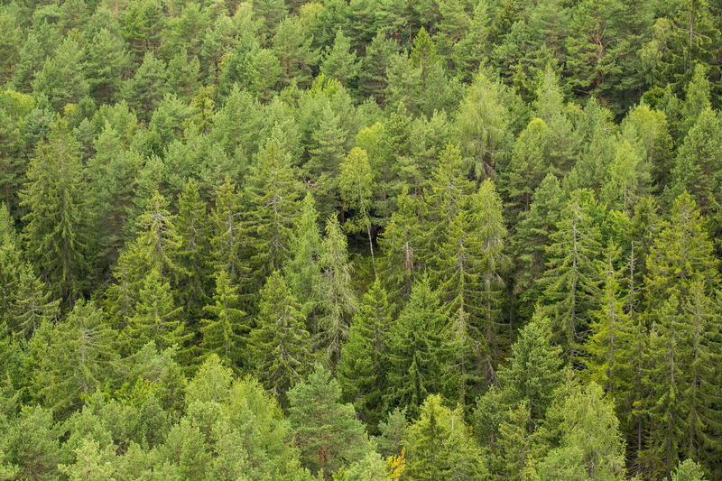 no People, land, beauty In Nature, growth, tree, lush foliage, plant, pine woodland, nature, green Color, foliage, summer, green, Trees, evergreen tree