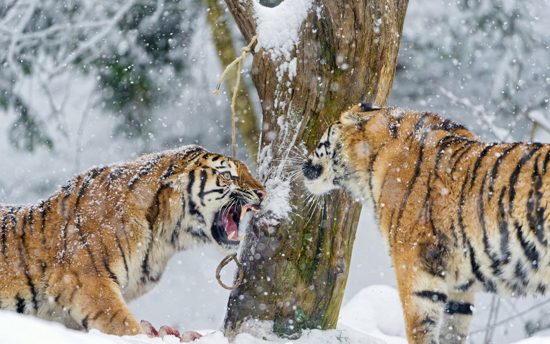 no people, cold temperature, snowing, mouth open, carnivora, tiger, big cat, nature, feline, mammal, animal themes, 1080P, vertebrate, animal wildlife