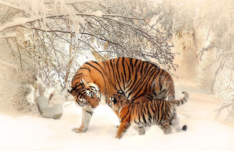 1080P, bare tree, beauty in nature, animal wildlife, animals, land, tiger, snow, animal themes, plant, no people, field, nature, tree, vertebrate, animal
