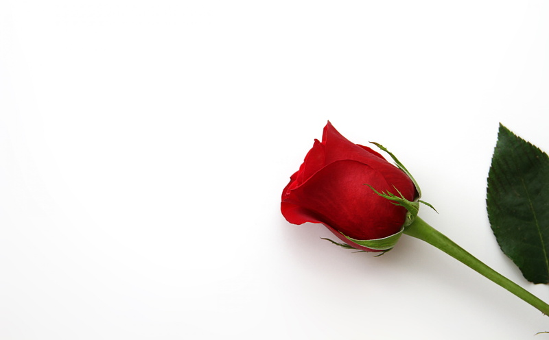 fragility, copy space, no people, rose - flower, beautiful, valentinesday, freshness, studio shot, beauty in nature, Holiday, vulnerability, Single, Romantic