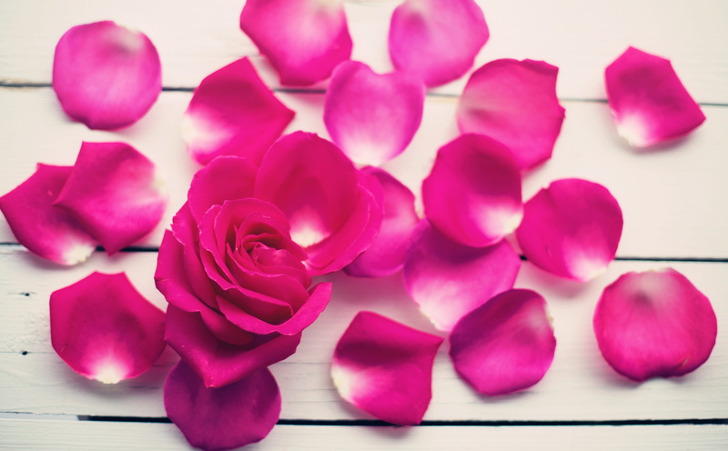 Fresh, table, 5K, Beautiful, Valentine, plant, softness, flowering plant, Romantic, vulnerability, freshness, nature, pink color, Pink, Flower, Blooming