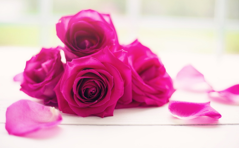 still life, Blooming, flowering plant, morning, pink color, Birthday, four, bouquet, fragility, floral, Petals, beauty in nature, petal, rose, plant, Flowers