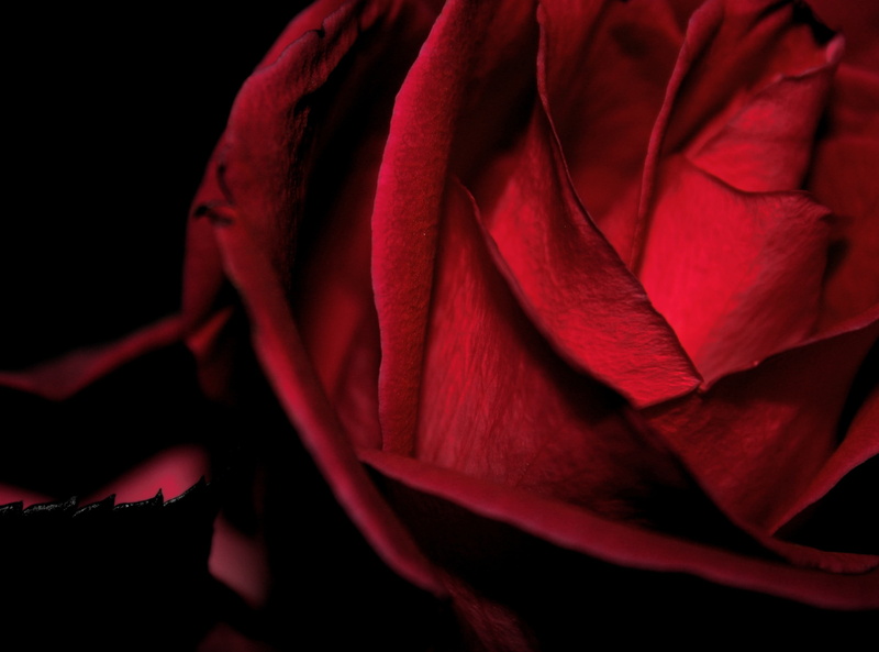 romantic, Cool, Color, valentinesday, Macro, flores, vibrant, Rose, Aero, Colours, dark, 2K, Valentine, Petals, Valentines, Colour, Love, Flower, Black