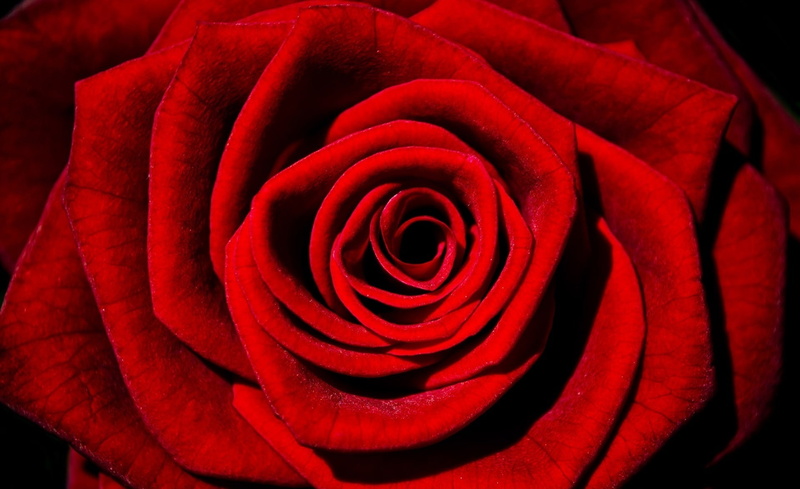no people, Flowers, inflorescence, Love, Beauty, flowering plant, petal, flower head, announcements, Season, Holidays, 1080P, red, Valentines Day, Background