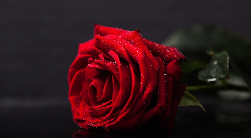 shallowfocus, flowering plant, Dark, indoors, 1080P, botany, petal, Rose, beauty in nature, vulnerability, Spring, valentinesday, shallowdepthoffield