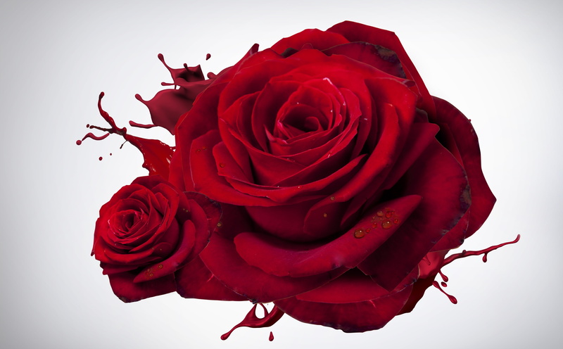 flowering plant, Rose, nature, close-up, flower head, maroon, roses, Flowers, studio shot, Meadow, no people, red, valentinesday, flower arrangement, indoors