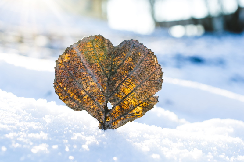 iecava, latvia, field, 4K, change, focus on foreground, nature, outdoors, leaf, closeup, winter, cold, plant part, cold temperature, white, no people