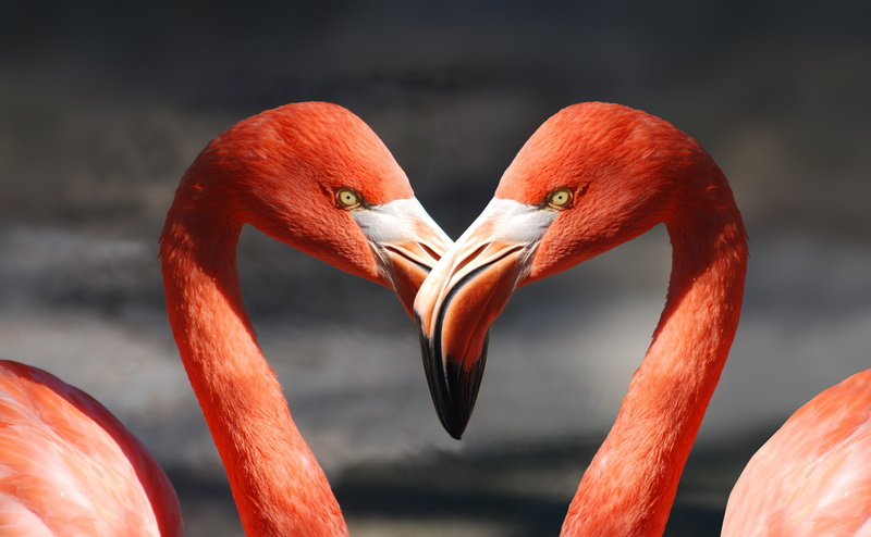 Orange, two animals, animal wildlife, animal head, outdoors, freshwater bird, animals in the wild, Bird, salmonpink, Heart, Birds, water, valentinesday