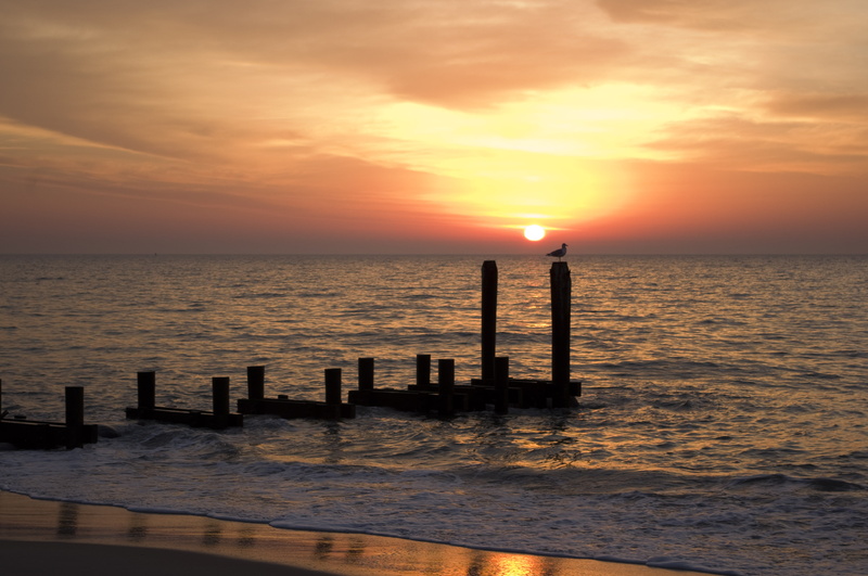 beach, horizon Over Water, photo, water, outdoors, sea, pier, summer, 4K, water  waves, tranquil Scene, sunset, tower, dusk, Bird, nature, silhouette