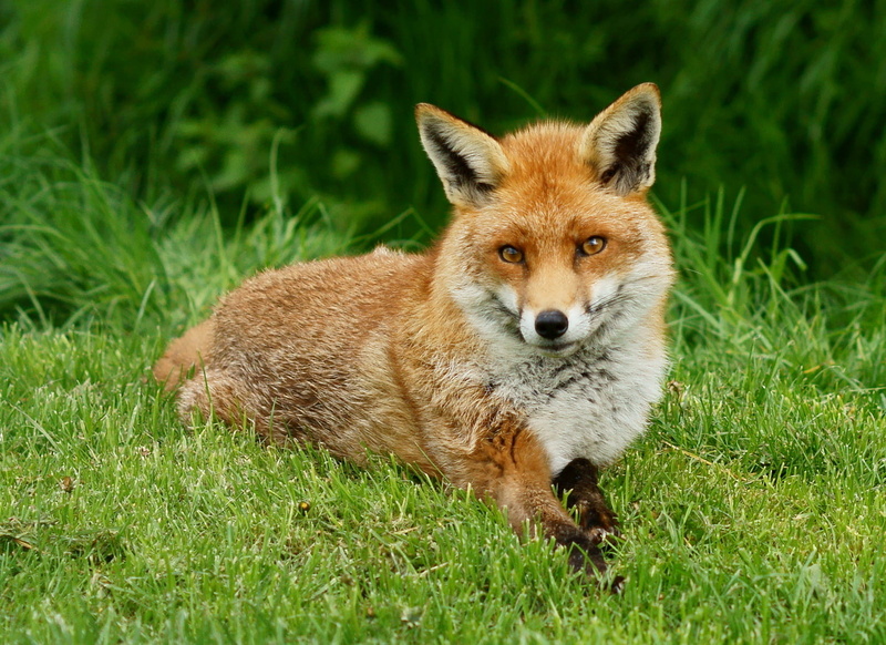 green, Fox, green grass, animal, British  Wildlife  Centre, animals In The Wild, Vulpes, Trimming, lying in, Newchapel  Surrey, mammal, wildlife, nature