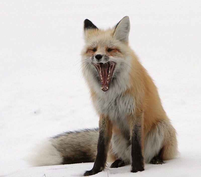 animal, snow, no people, animals in the wild, nature, mammal, yawning, red fox, Fox, sitting, predator, cold temperature, wild, daytime, white color, furry