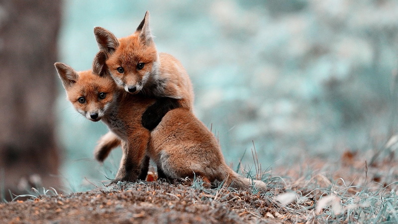Foxes, 1080P, Two, Little, Cute