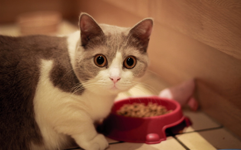 young Animal, no people, muzzle, eyes, eating, one animal, food and drink, animal, domestic, hungry, cup, food, relaxation, looking, looking at camera