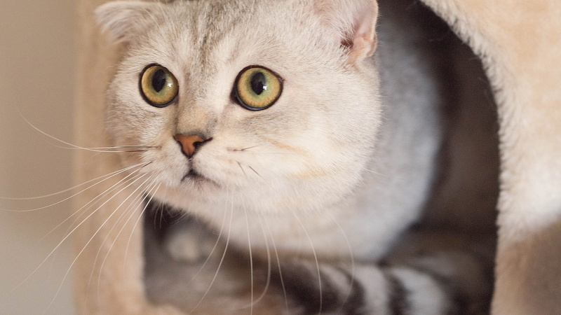 vertebrate, hair, kitty, white, bed, mammal, 1080P, adorable, cute cat, feline, hiding, animal head, short, gray, looking, domestic animals, no people