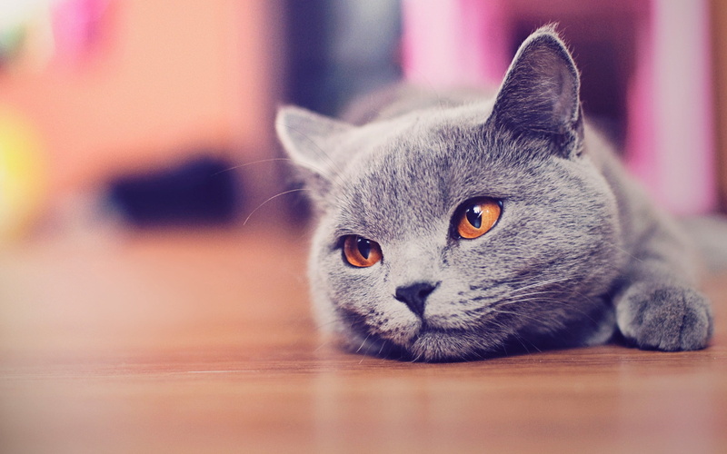 animal, domestic, indoors, eye, beautiful, one Animal, relaxation, gray, no people, fur, domestic Cat, cat, selective focus, paw, feline, animal Eye, animal body part