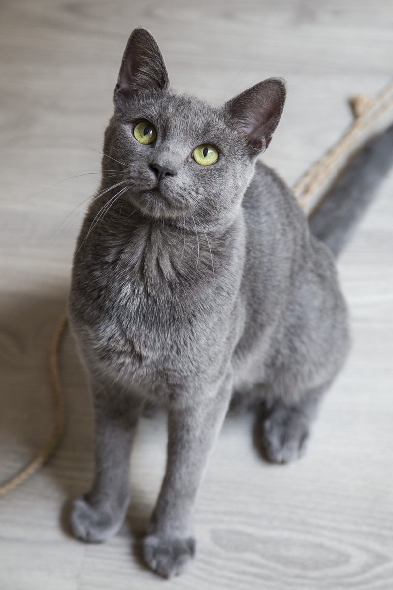 fur, animal themes, domestic, look, cat, fluffy, kitten, home, whisker, gray, pets, yellow eyes, breed, kitty, domestic cat, focused, 4K, grey, domestic animals
