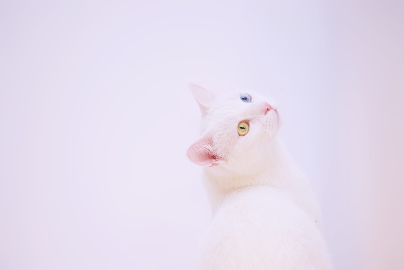 kitty, studio shot, whiskers, little, animal head, animal, looking, adorable, cat face, mammal, small, portrait, kitten, cute, eye, feline, no people, whisker