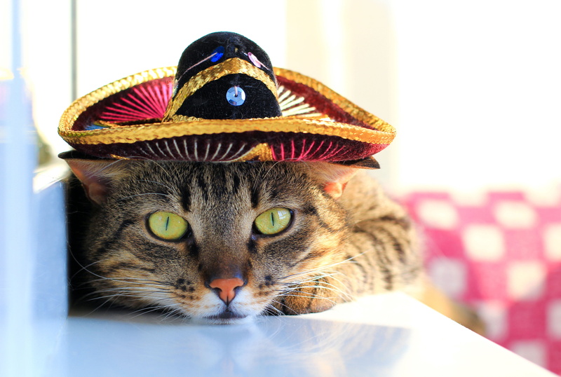 wallpaper., hat, Mexican, muzzle, eyes, bokeh, 5K, paws, looks, mustache, blur, sombrero, cat, color, green, striped, Tomcat, tail
