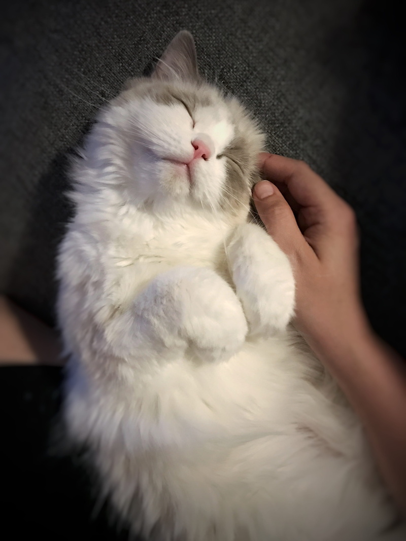 white, tabby, indoors, pets, cat, cute, lying, mammal, blue, textile, hand, pet, real people, kitten, one animal, domestic, purebred, human body part, finger