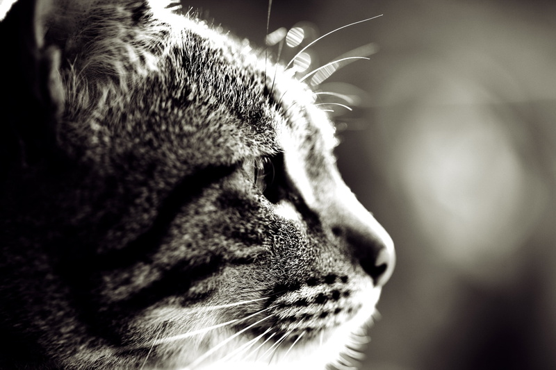 close-up, Sepia, focus on foreground, looking, gray, no people, mustache, animal eye, one animal, feline, photo, animal nose, eyes closed, tabby
