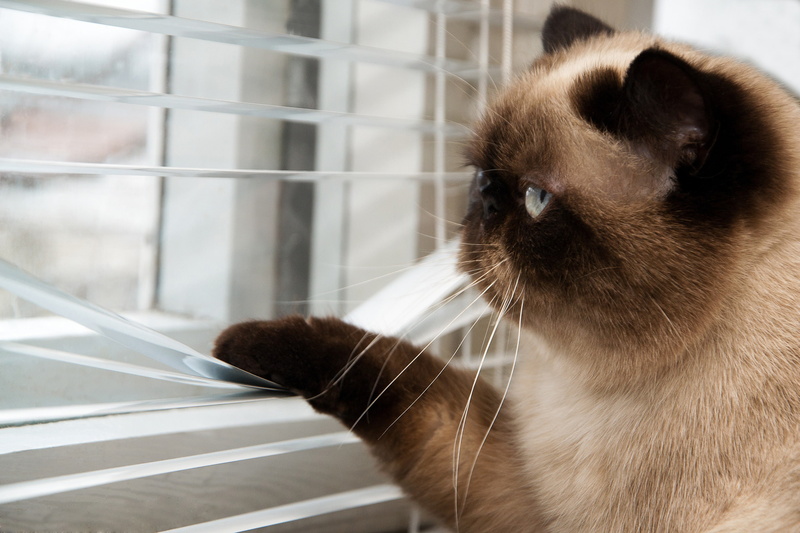 2K, street, tail, British, bokeh, mustache, chocolate, Shorthair, seal-point, window, blinds, Tomcat, blur, paws, looks, cat, color