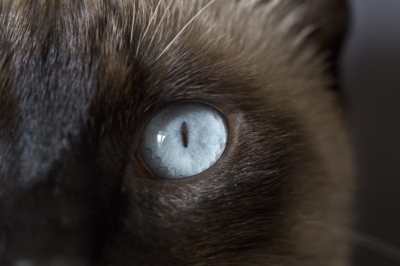 iris, animal themes, domestic, siamese cat, domestic cat, animal eye, view, animal hair, body part, no people, animal, animal wildlife, cat, closeup, eye