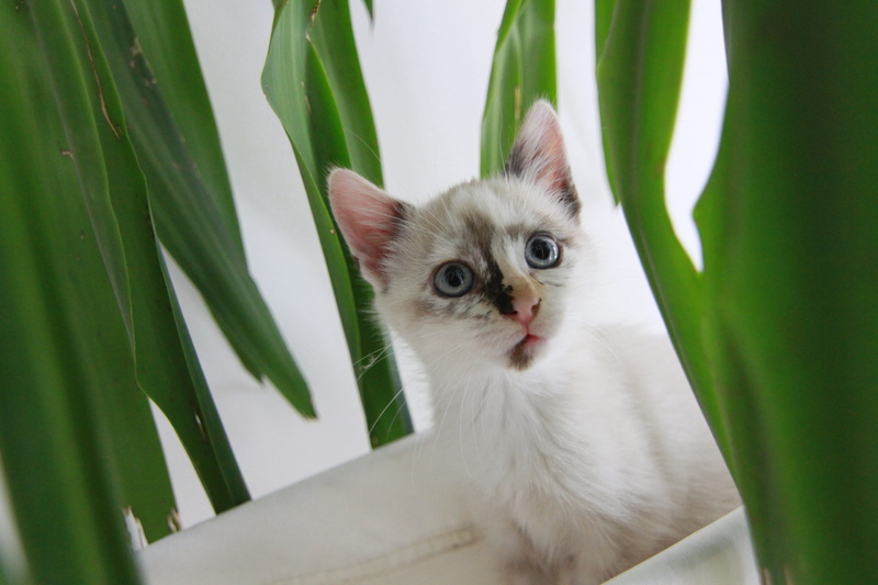 animal, domestic, portrait, close-up, breed, indoor, animal themes, Kitten, pets, nature, white, tail, Cat, small, looking at camera, alertness, Domestic