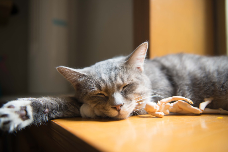 paw, toy, portrait, coated, mammal, feline, wooden, sleeping, adorable, resting, little, eyes closed, kitten, animal head, short, animal themes, young