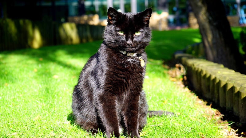cute, silhouette, domestic Animals, sitting, domestic Cat, black cat, mystic, halloween, field, creature, feline, look, green, brown, land, green color