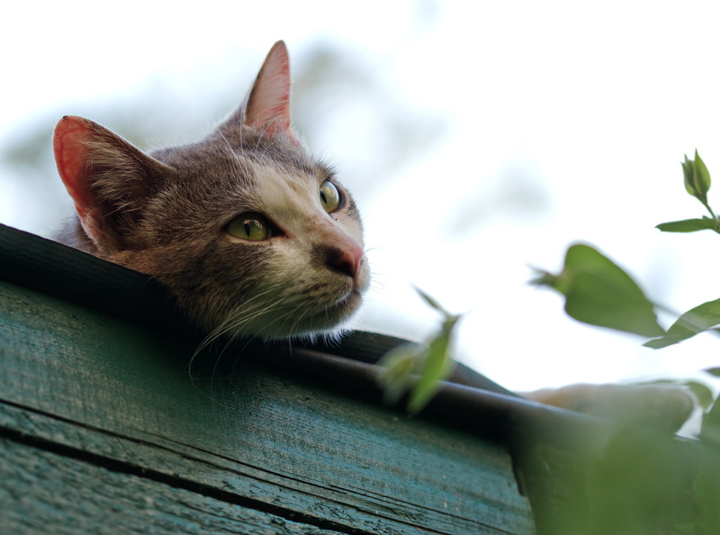 4K, whisker, leaves, curiosity, leaf, face, domestic animals, pets, plant part, plant, shallow, relaxation, eye, short, focus, looking, blur, young, gray
