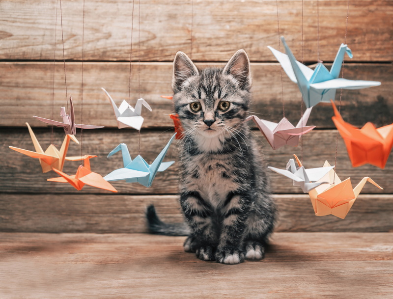 flying, interest, crane, different, blur, paws, origami, cranes, bokeh, choice, cat, paper, surprise, tail, mustache, 2K, colorful, Tomcat