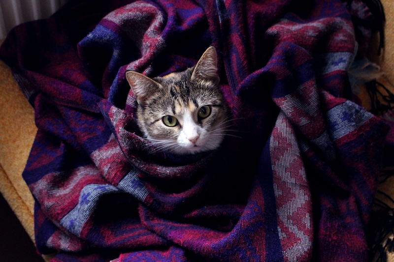 looking at camera, pet, duvet, housecat, wrapped in a blanket, animals, plaid, white cat, closeup, fluffy cat, domestic, 5K, cat person, grey cat, pets