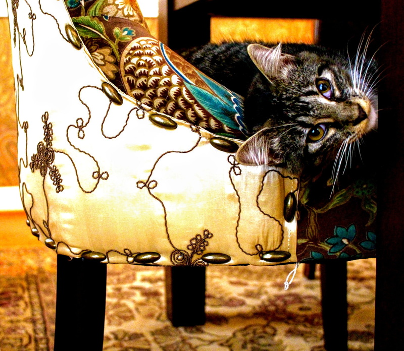 animal, cat, domestic cat, fur, whisker, eyes, pets, art, young, pet, coated, beautiful, focus on foreground, nature, floral, domestic, swoop, indoors