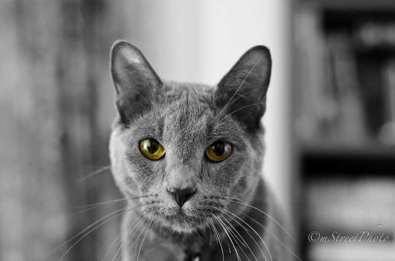 looking, pets, male, bandw, green eyes, russian  blue cat, domestic Cat, texas, animal, black and white, mammal, Nikkor, gray, bokeh, cute, kitten, 4K