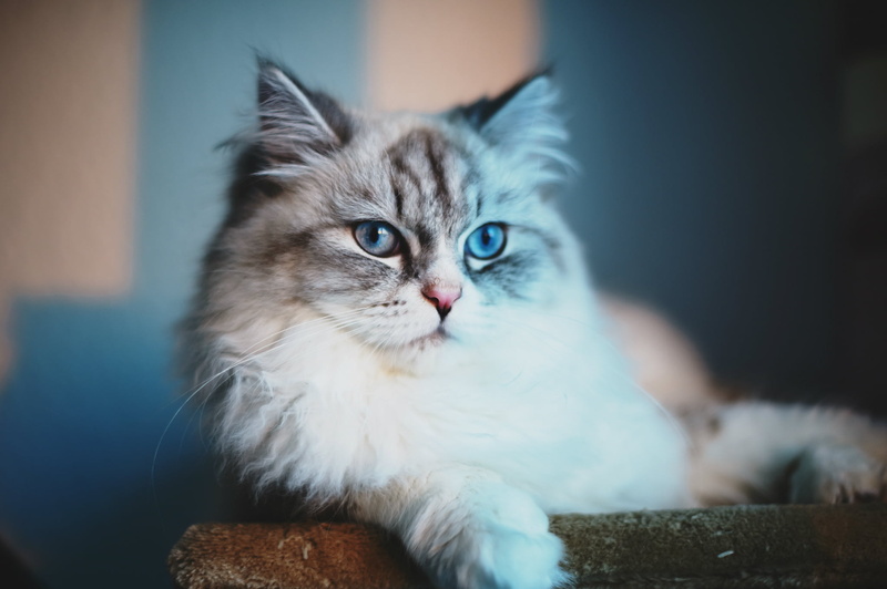young Animal, blue eyes, white, gray, relaxation, animal Hair, one Animal, short, fluffy, domestic Animals, sitting, looking at camera, animal Eye, Cat