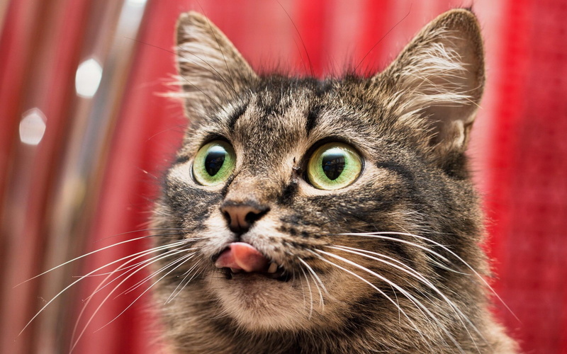tasty, green eyes, gray, cat, 2K, funny cat, tabby, looks, big eyes, funny